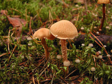 cistoderma_amiantovaya-2990402