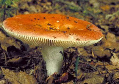 syroejka-6284519